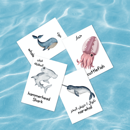 Sea Creatures Flash Cards بطاقات تعليمية للكائنات البحرية
